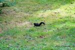 squirrel_schwarz